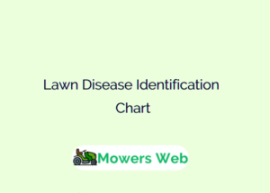 Lawn Disease Identification Chart