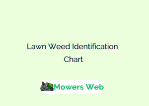 Lawn Weed Identification Chart