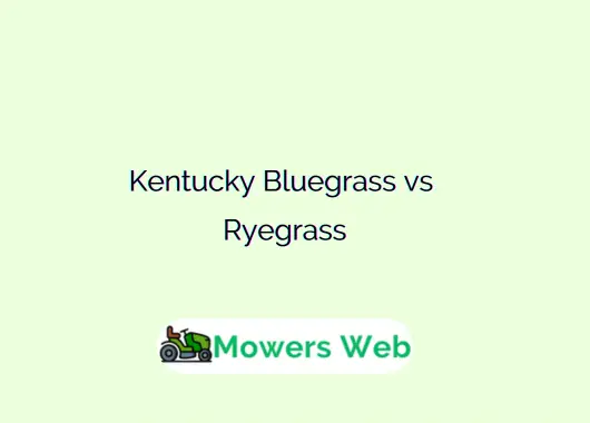 Kentucky Bluegrass vs Ryegrass