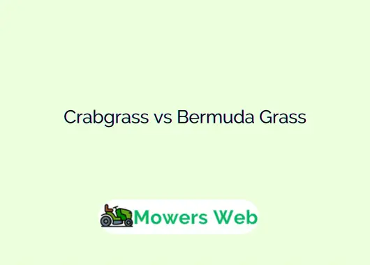 Crabgrass vs Bermuda Grass