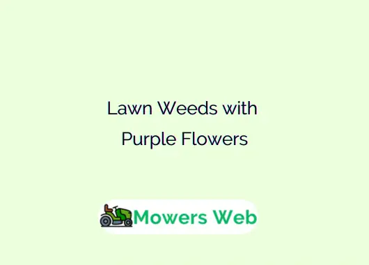 Lawn Weeds with Purple Flowers