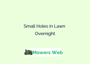 Small Holes in Lawn Overnight