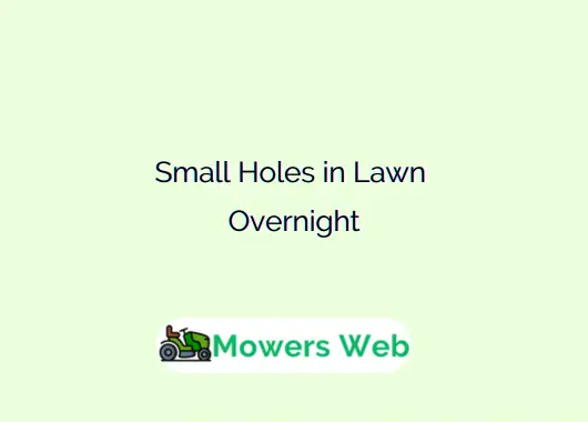 Small Holes in Lawn Overnight