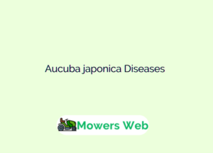 Aucuba japonica Diseases