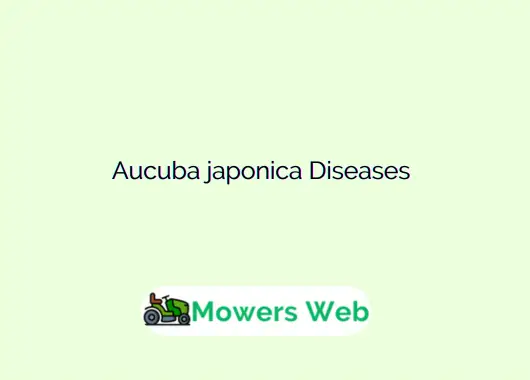 Aucuba japonica Diseases