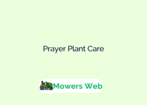 Prayer Plant Care