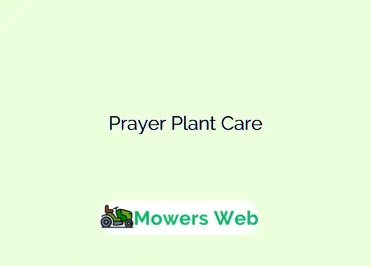 Prayer Plant Care