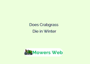Does Crabgrass Die in Winter