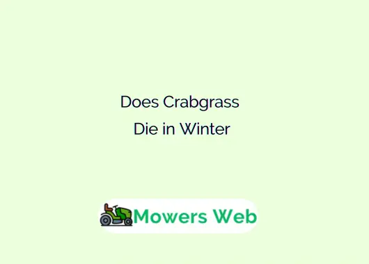 Does Crabgrass Die in Winter